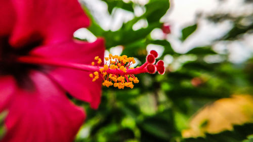 Close-up of pink flowering plant