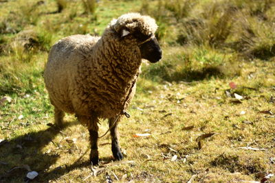 Sheep grazing on field