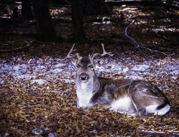 Portrait of deer in a field