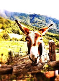 Portrait of horse on landscape against sky