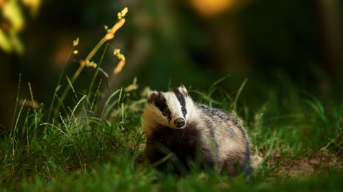Close-up of an animal on field