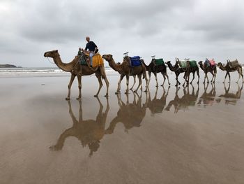 Man riding camel at beach