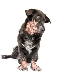 Dog standing against white background