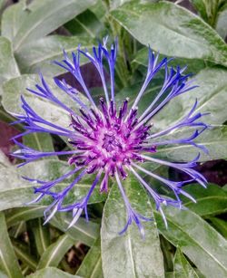 Close-up of purple flowering plant