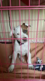 Portrait of dog sitting in cage