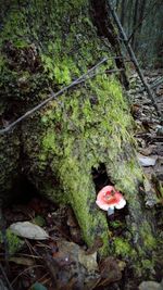 Plants growing in forest