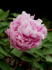 Close-up of pink rose