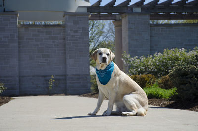 Labrador retriever relaxing on road during sunny day