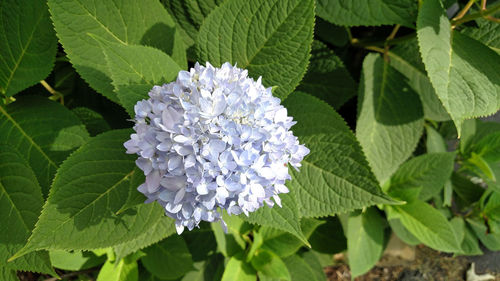 Close-up of white flowers