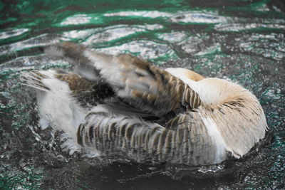 A goose cleaning himself