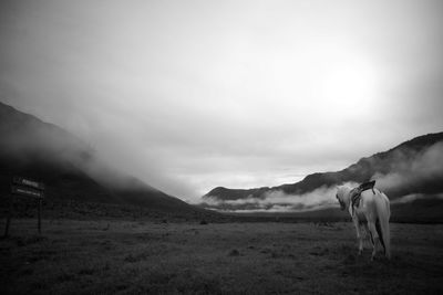 Horses on landscape against sky