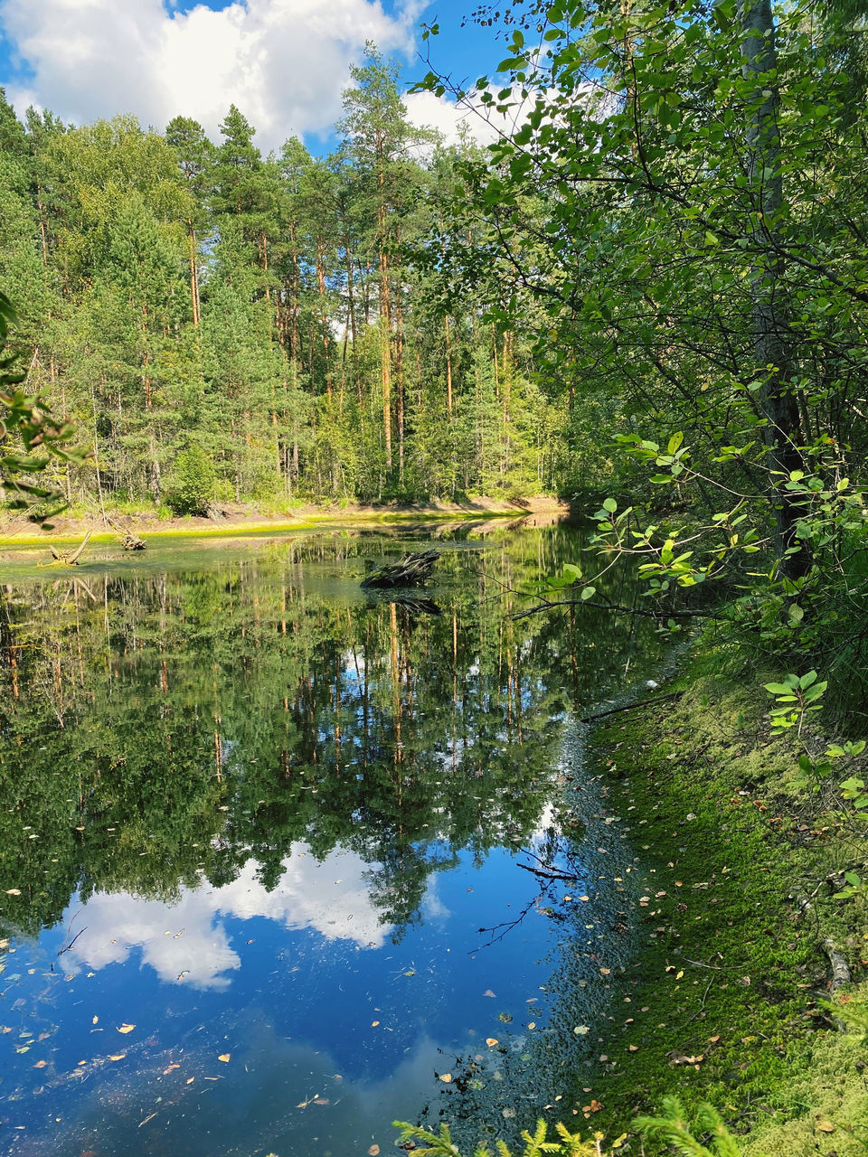 REFLECTION OF TREES IN LAKE WATER