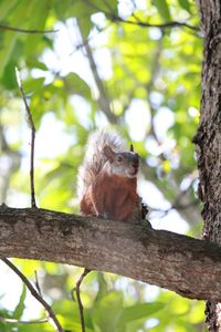Low angle view of squirrel on tree trunk