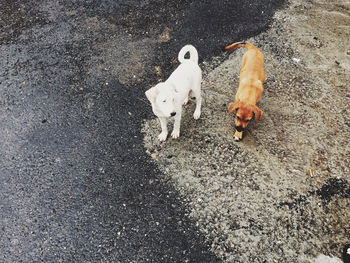 High angle view of puppies on street