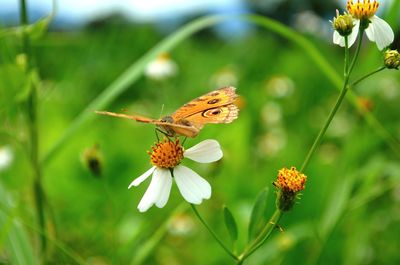 Close-up of butterfly pollinating flower