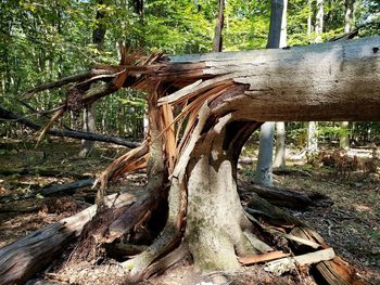 Fallen tree on field in forest