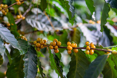 Low angle view of fruits growing on tree