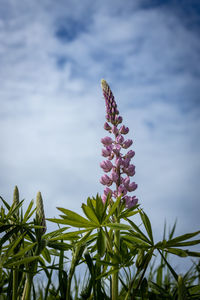 Close-up of purple flowering lupine