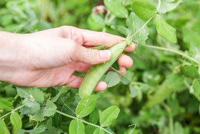 Close-up of hand holding plant