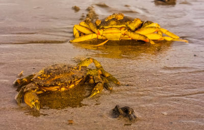 Close-up of yellow crab on beach