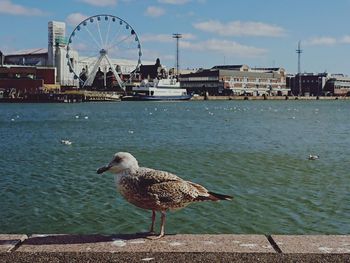 Seagull on a city