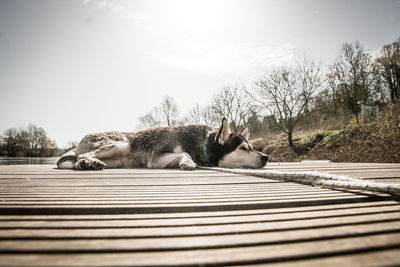 Dog sleeping
