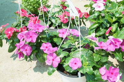 High angle view of pink flowering plants