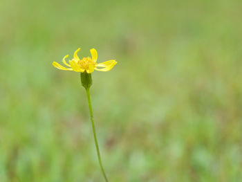 Close-up of yellow flower blooming in field