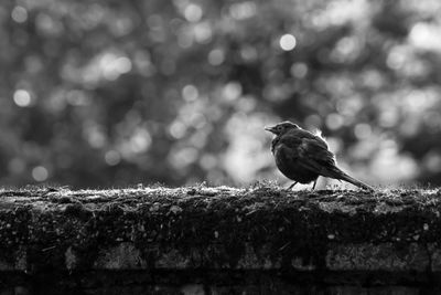 Close-up of bird perching on retaining wall