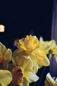 Close-up of yellow flowers