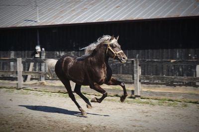 Horse running by fence at stable