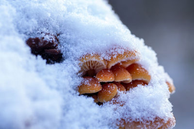 Orange mushrooms covered in snow.