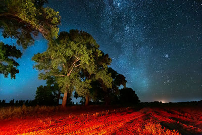 Trees on field against sky at night