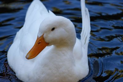 Close-up of swan in lake