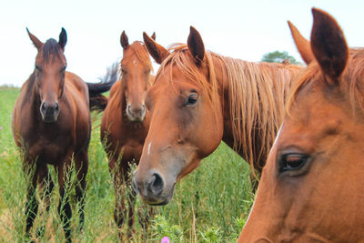 Brown horses on field against sky