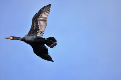 Low angle view of a bird flying