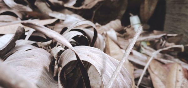 Close-up of dry tied up on field