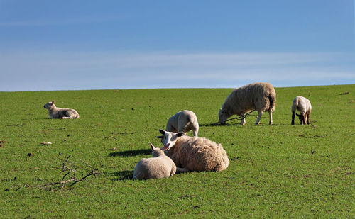 Sheep grazing in a field