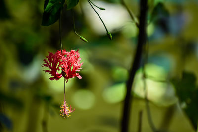 Hibiscus schizopetalus is a species of hibiscus native to tropical eastern africa in kenya,