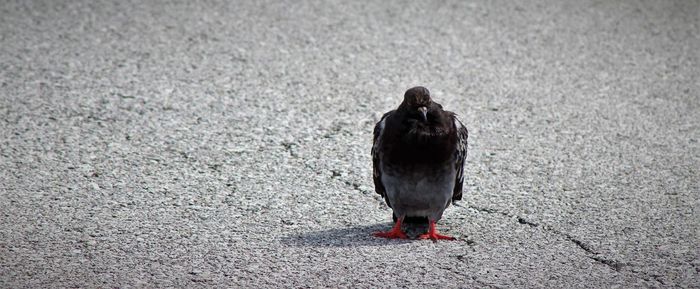 High angle view of pigeon perching on land