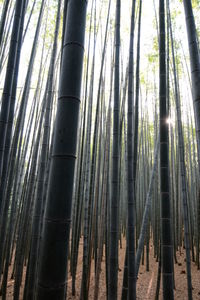 Low angle view of bamboo trees in forest