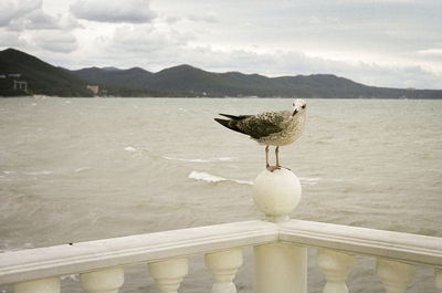 The portrait of sea gull on the sea background