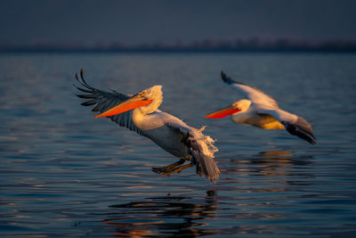 Bird flying over lake