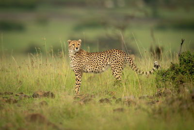 View of a cat on field