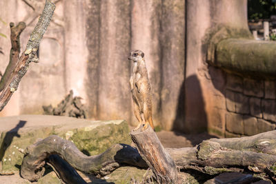 Close-up of bird perching on wood