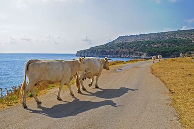 View of a horse on the beach