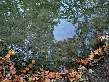 High angle view of leaves floating on lake