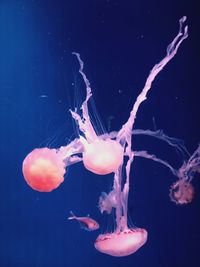 Close-up of jellyfish in sea