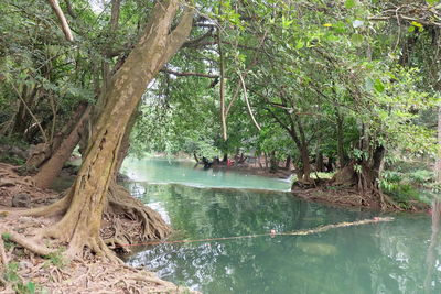 Scenic view of lake in forest