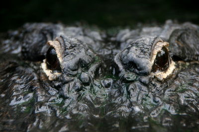 Close-up of crocodile in sea